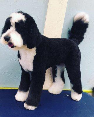 4 year old Bernadoodle. Groomed by Sica.