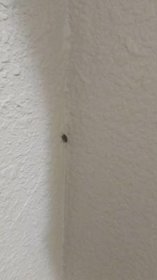 Live bugs crawling on walls