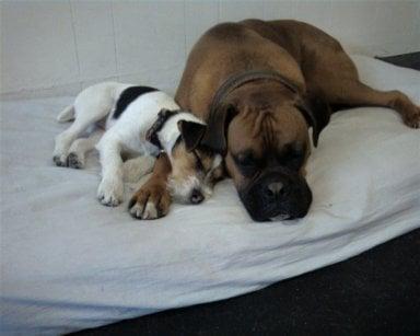 The daycare dogs share a nap.....