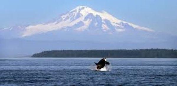 Now booking cruises through the San Juan Islands and Puget Sound for March through June!