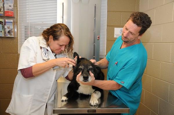 We are a three doctor practice and have all been at Randolph Animal Hospital for over 12 years.