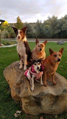 The resident working dogs
 "Echo, Luna, Doobie and  Buffy"