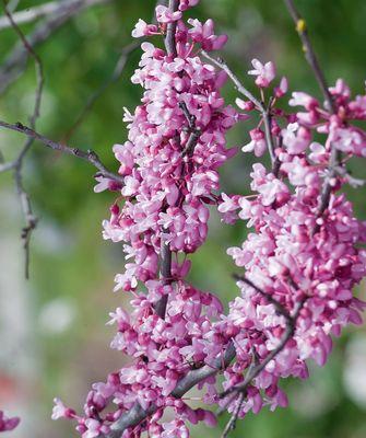 Redbud, California Beauty