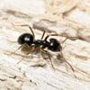 Don't let carpenter ants damage your home! If you see any signs of this destructive ant, call us today! 888-564-4363.