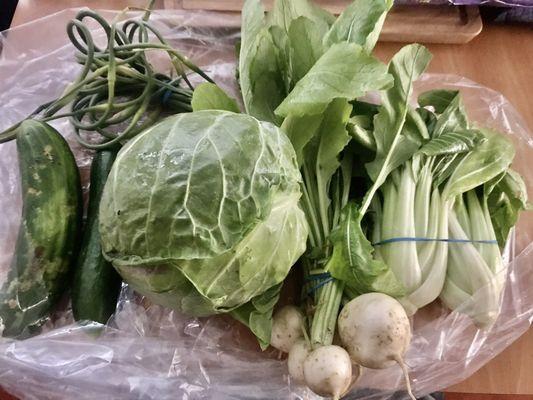 Organic Cucumbers, Garlic Scapes, Green Cabbage, Hakurei Turnips & Pak Choi