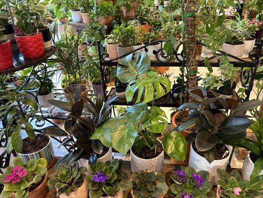 Inside - all the plants are for sale!!