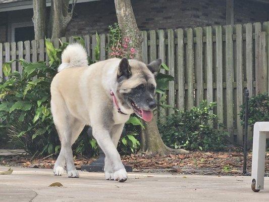 Female Akita