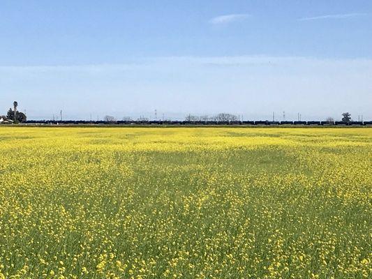 That time of year again. Mustard in full bloom.