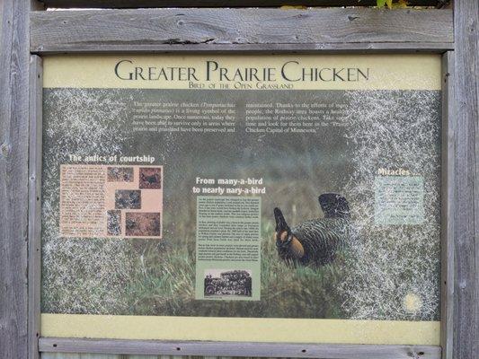 World's Largest Booming Prairie Chicken