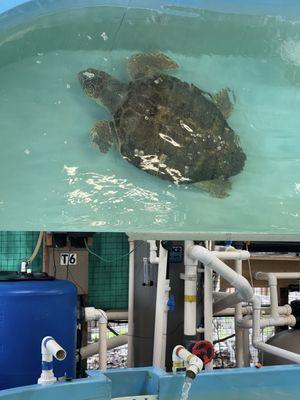 Injured sea turtle