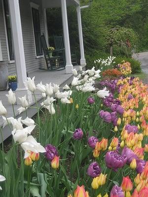 Tulips at Rocky Dale Gardens