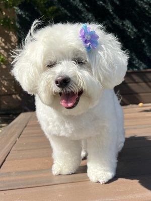 Maltipoo round face cut, they put in a bow on her hair this time and she loves it