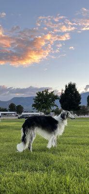 Stanley in the park