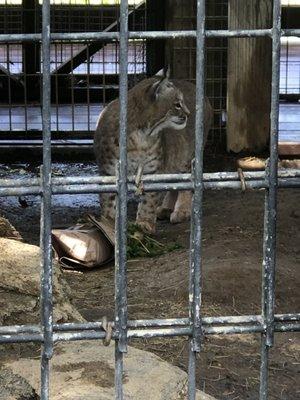 Bobcat