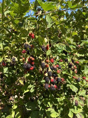 Blackberries in the garden