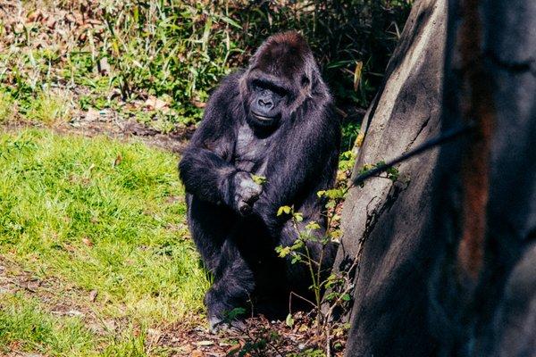 An itch this gorilla can scratch.