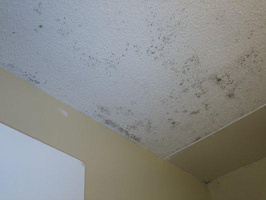 Black mold/ mildew