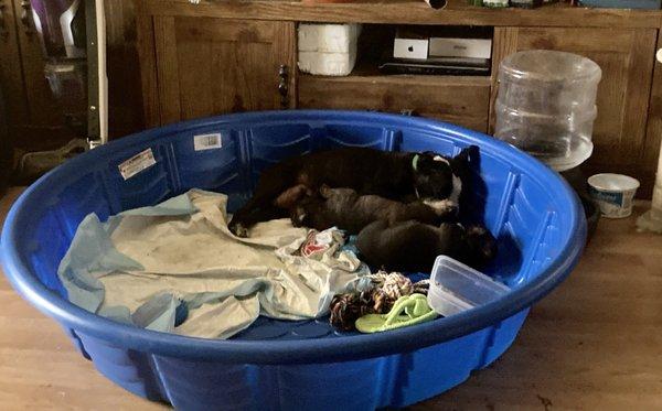 Mama dog continuing to care for the orphan puppies.