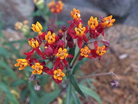 Tropical Milkweed!!