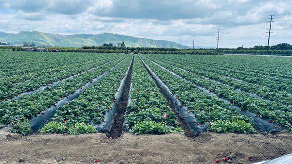 Strawberry Field