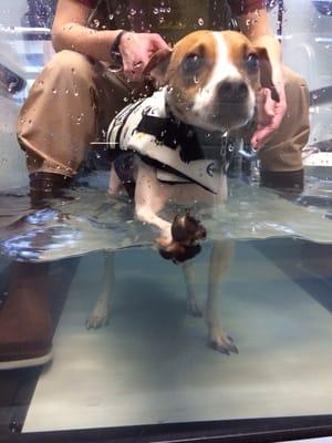 In the underwater treadmill!