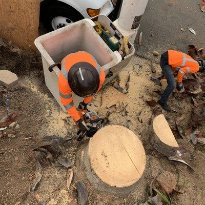 Higuera Tree Care