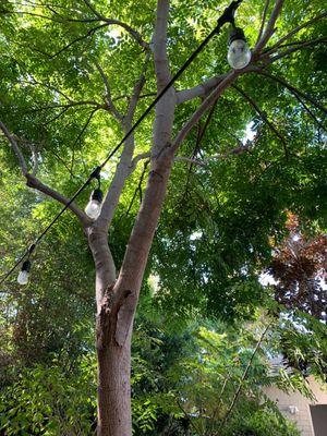 9/5/22 as I look up, this is the green canopy of trees that gives me shade where I sit