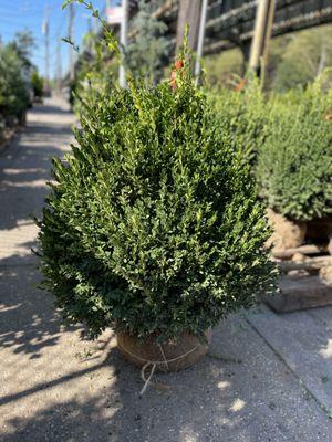 Green Mountain - Boxwood