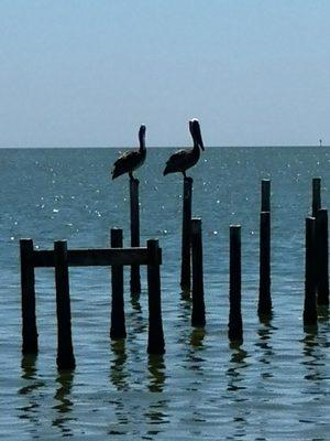 Brown Pelicans dive 30ft from above water to catch their prey. Found a beautiful family resting out in bavk a BBSC.