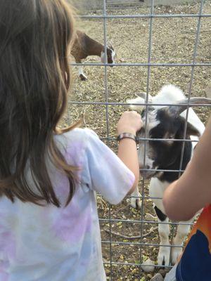 Petting zoo