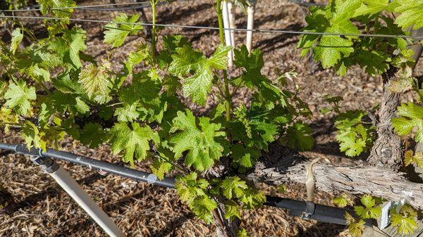 Tiny grape clusters.... Per our guide, vines are growing almost an inch a day... So these tiny grapes are growing fast!