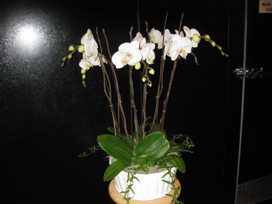 Phal Orchids in White Ceramic