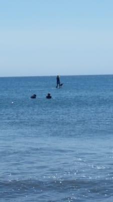 Man surfing with his doggy