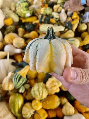 Pumpkins with personalities