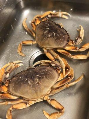 Good sized fresh Dungeness crabs. 2 filled my sink.