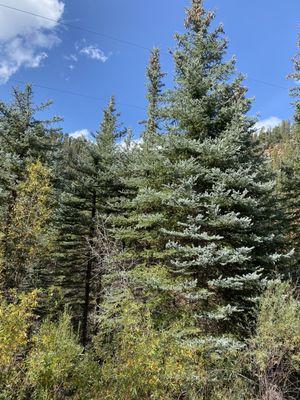 Hiking in Mancos mountains