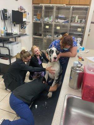 Comforting this gentle giant during a nail trim