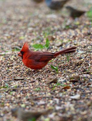 Male Cardinal