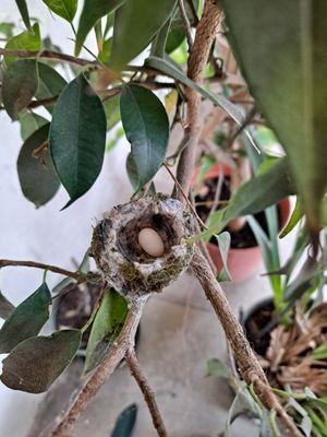 My lil'hummingbird's nest!!