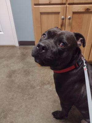 Roscoe's first vet visit with Dr. Latimer. I think he knows vaccines are on the way.