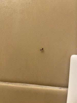 baby roach in the bathroom