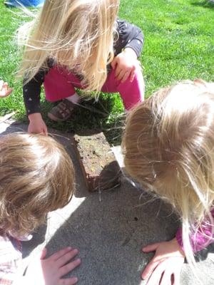 Exploring in the yard looking for bugs!