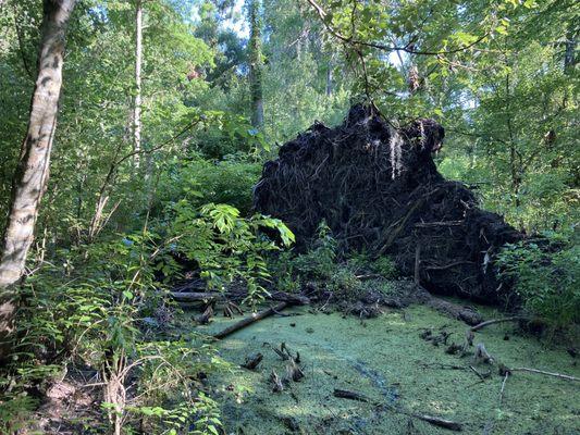 Overturned tree stump