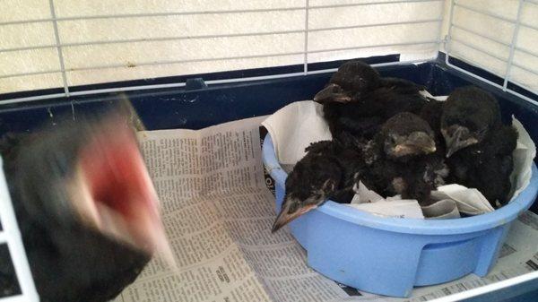 That's Cheryl with her little head resting on the "nest" with her new siblings.