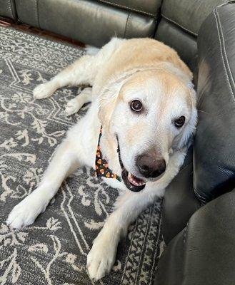 Cute bandana, looking all clean and lean