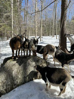 Into The Woods Farm Goat Adventure