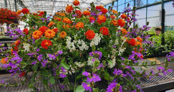 Vibrant color in this basket full of annuals (7/9/23)