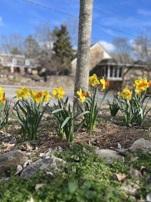 Daffodils!