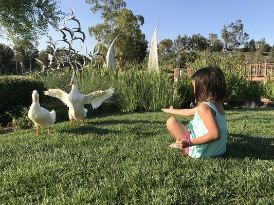 Some of the birds will eat straight from your hand.