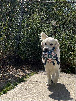 Happily playing with a toy. His tail was always up when we saw pictures!